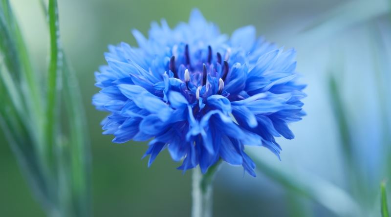 Mavinin Sakinleştirici Gücü